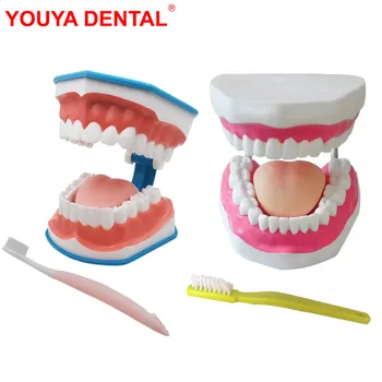 Didelio Dantų Modelį Su Liežuviu & Dantų Šepetėlį, Dantų Modelio Dantų Valymas Modelių Mokosi Mokymo Demonstravimo Odontologijos Prekės